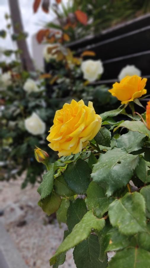 니키티 Elina House And Garden 빌라 외부 사진