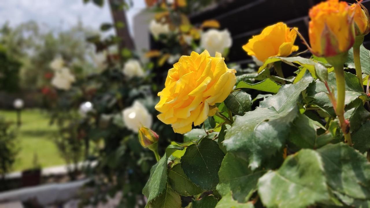 니키티 Elina House And Garden 빌라 외부 사진