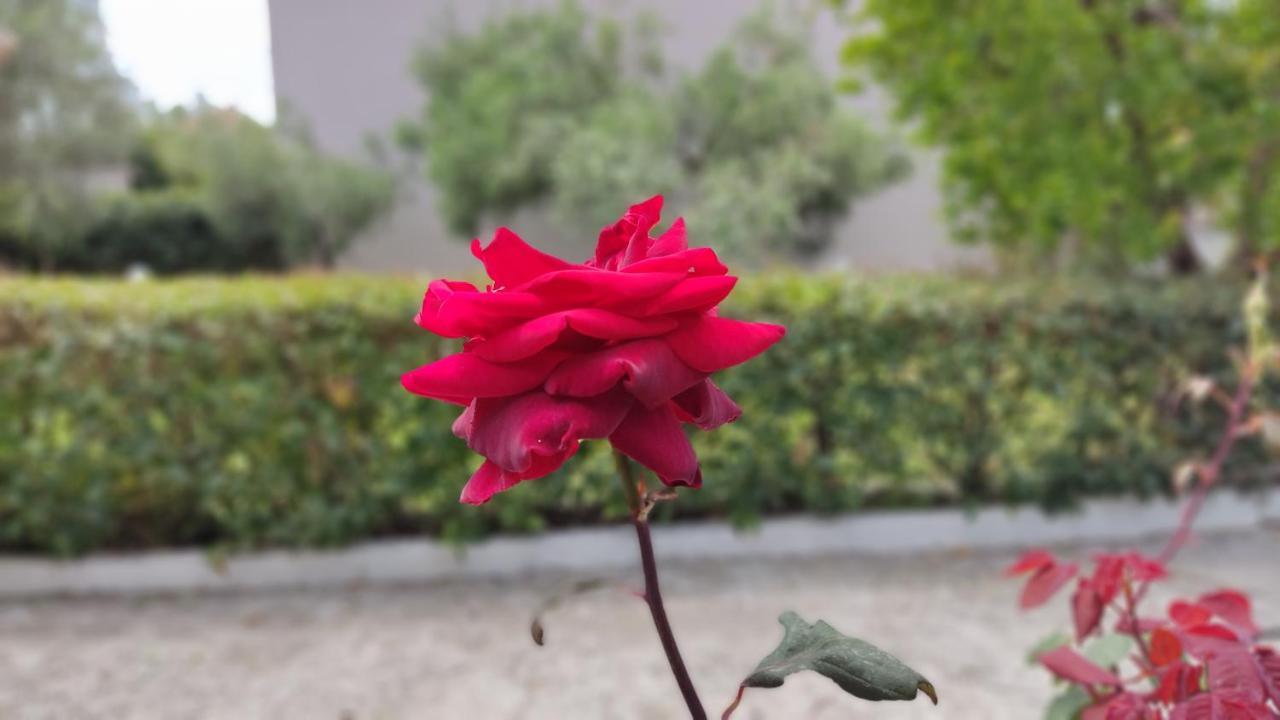 니키티 Elina House And Garden 빌라 외부 사진