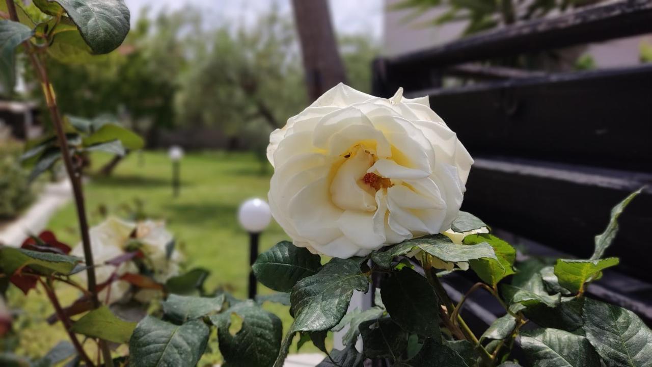 니키티 Elina House And Garden 빌라 외부 사진